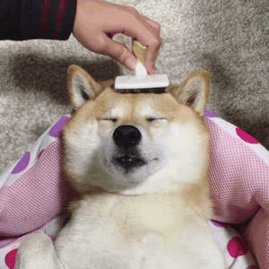 柴犬gif表情包:哦,哈哈哈