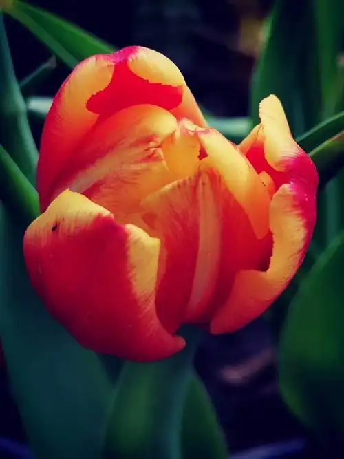 郁金香绽放春天花卉花开特写手机摄影