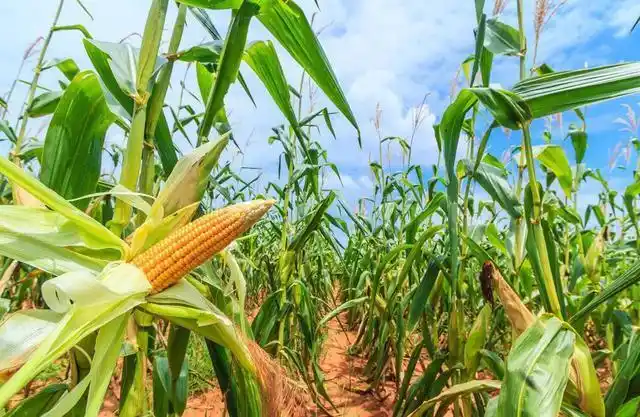 玉米一亩地 - 2020年最新商品信息聚合专区 - 百度爱采购