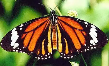 虎斑纹吃肉蝶(动物)