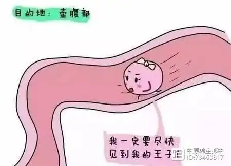 女人的卵子到底长什么样和我一样好奇的可以看看