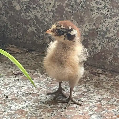 家里两只小鸡15天啦有大神会看公母吗