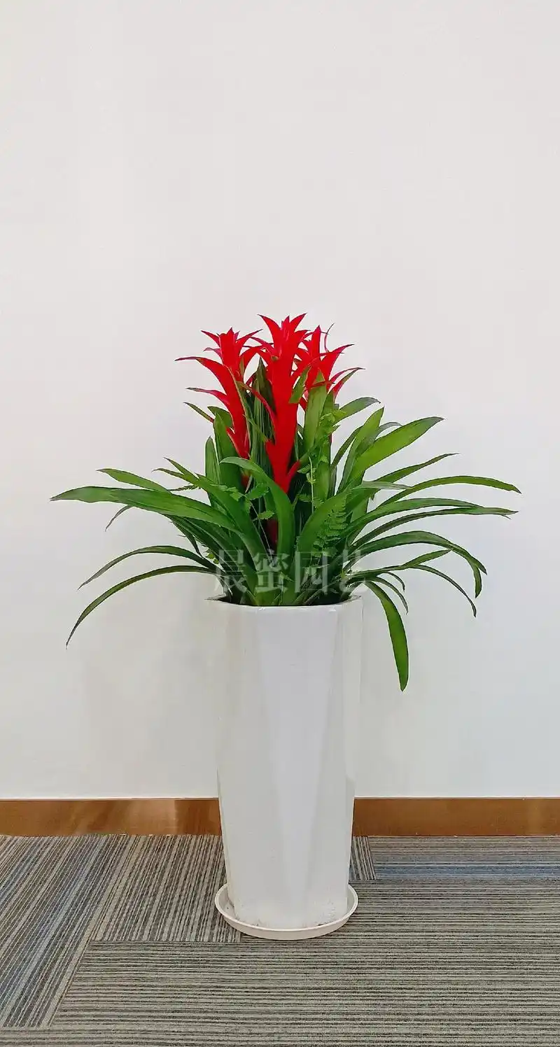 鸿运当头是一种凤梨科的花卉植物,因 - 抖音