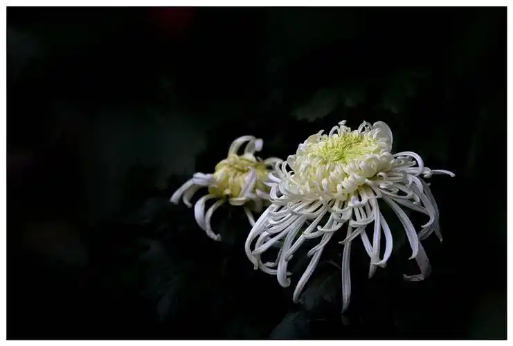 菊花----缅怀周总理逝世41周年