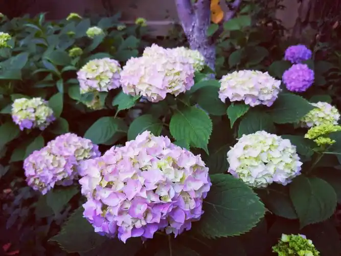 今年夏天我的无尽夏绣球在绽放