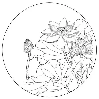 荷花白描底稿工笔画线描底图国画黑白画稿作业画花鸟底稿电子版