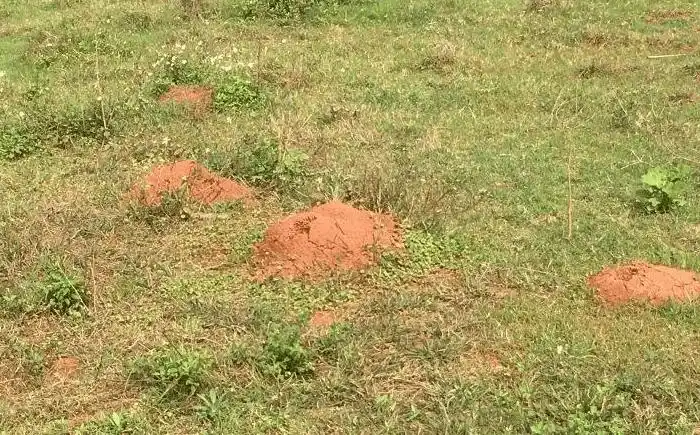 毒虫 —— 红火蚁带剧毒!能致命!攻击性极强!