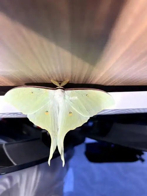 这是什么蛾03,还挺好看的#蛾子