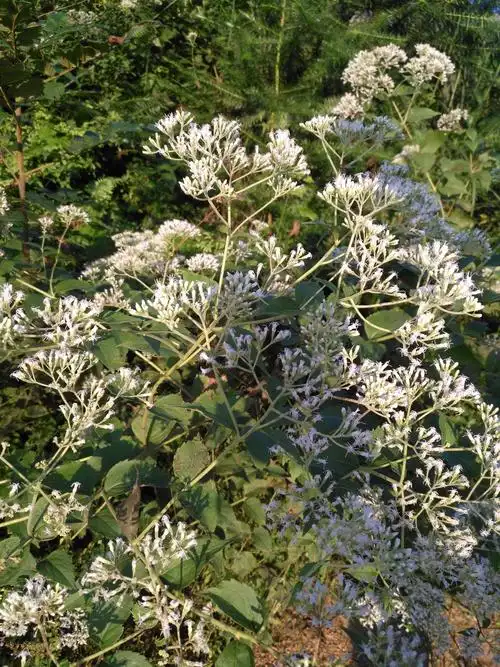 多须公根及全株:辛,温,有小毒.