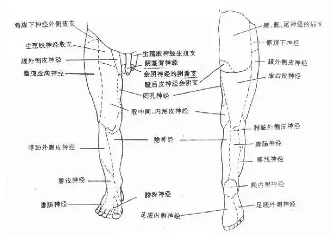 图4-35 下肢皮神经分布区