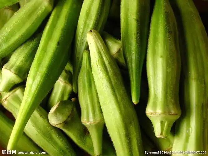 秋葵图片