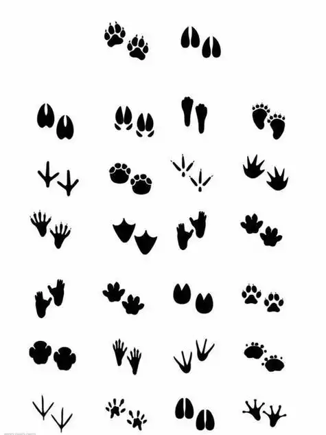 动物脚印简笔画图片