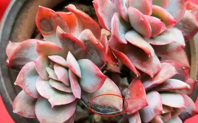 多肉叶片发黑,变透明,掉落,是在向我们释放"求救信号"!_腾讯新闻