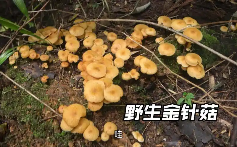 今年山里野生金针菇疯长,摘到手软,摘到不想回