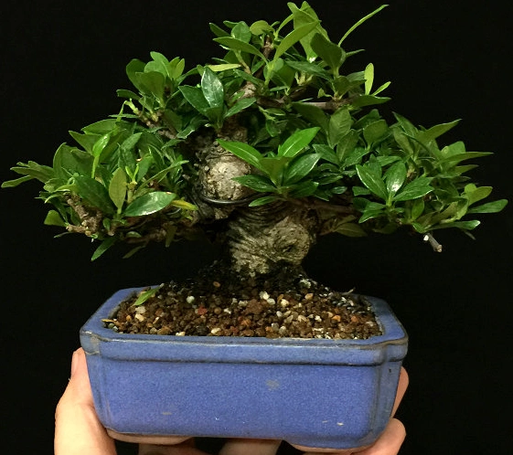 小叶栀子盆景制作与养护