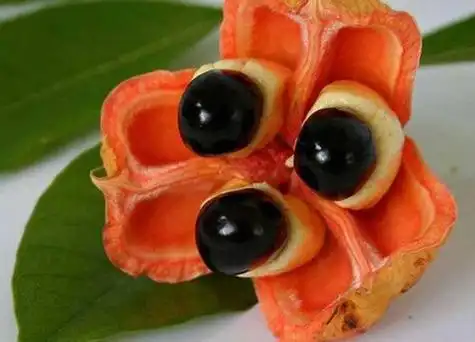 蛇皮果种子能吃吗