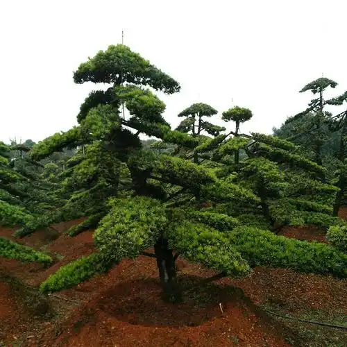 批发罗汉松 庭院别墅行道景观绿化 造形桩景树 价格美丽 欢迎咨询
