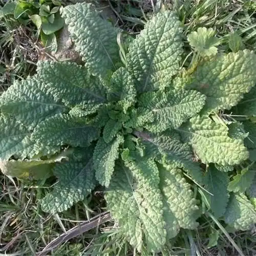 中药材蛤蟆草癞蛤蟆晒干新鲜货癞肚皮草蟾蜍草雪里青皱皮草蛤蟆草500
