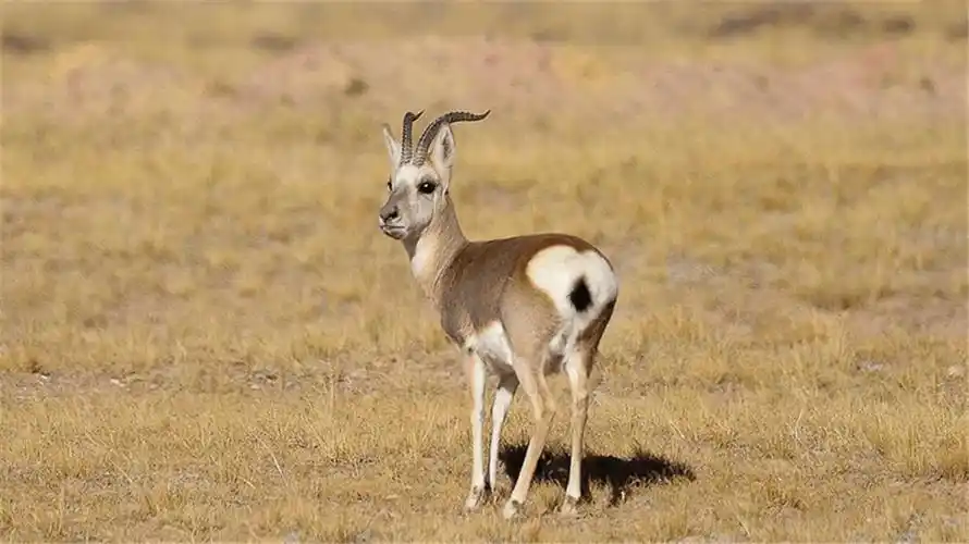 从一百多只到一万多只,野生黄羊:让我用屁屁给你比个心_保护_濒危