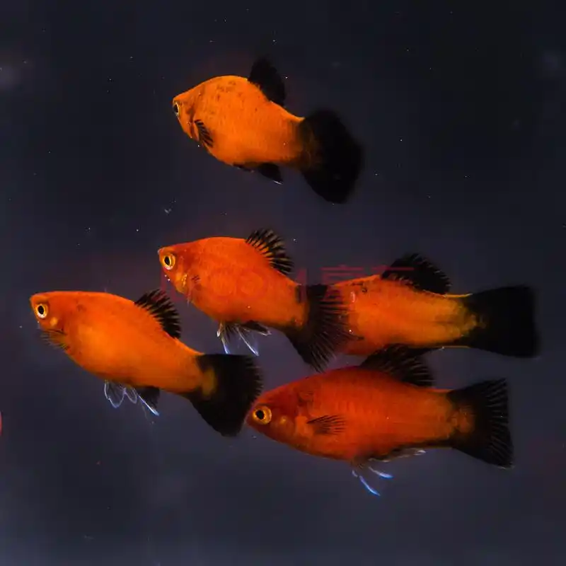 米奇鱼为什么养不活