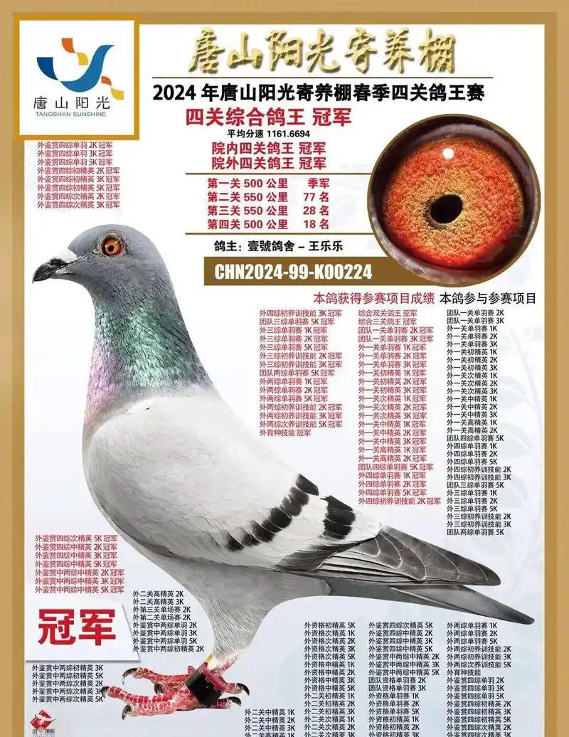 北京壹号鸽舍张斌荣获四关综合鸽王院内院外总冠军!