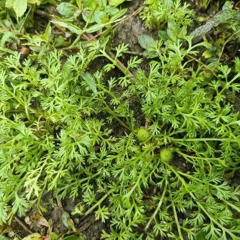 农村这种植物,叶子像胡萝卜,用途非常强大,老人称为痔疮草