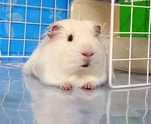 888克的纯白长顺荷兰猪看完好想养一只了