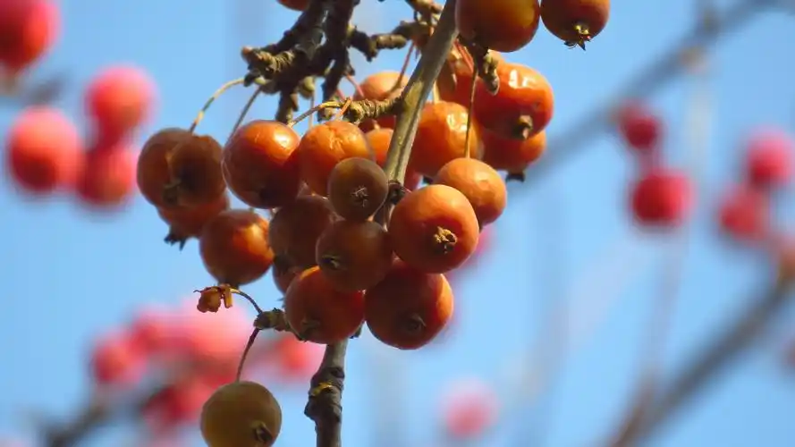 美丽的西府海棠果