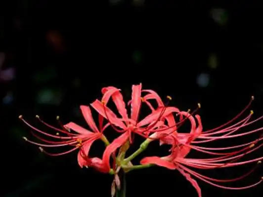 彼岸花的由来,又有着一个怎样的传说