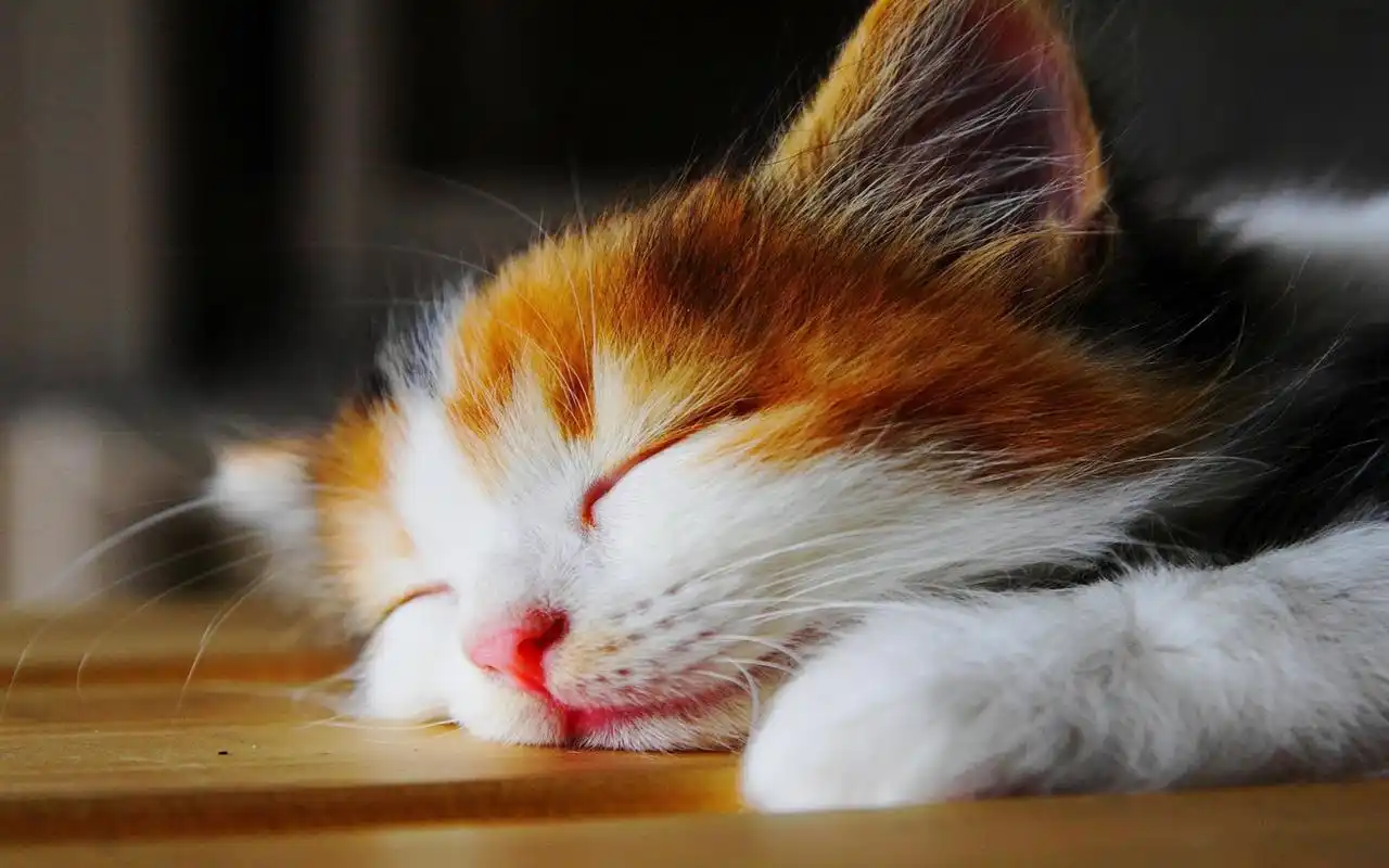 可爱呆萌猫咪高清桌面壁纸