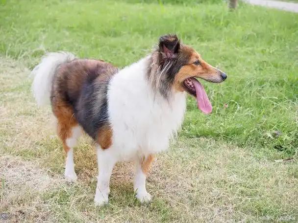 牧羊犬品种大全:卓越的工作伙伴与忠诚的家庭宠物