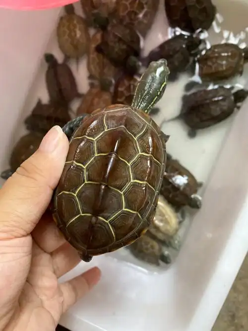 正宗外塘中华草龟冷水小乌龟金线活体招财长寿龟龟
