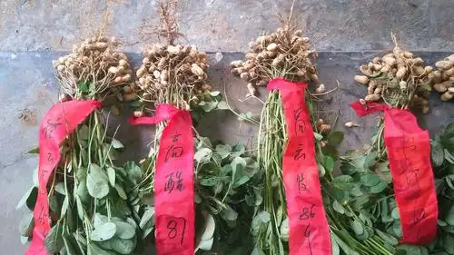 芸乐收最美花生评选电话邀约转介绍会议席卷泌阳(铜山刘国栓经理站)