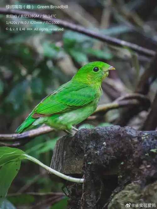 新星闪光计划##野生动物摄影##野生鸟类摄影##索尼微单##索尼a1