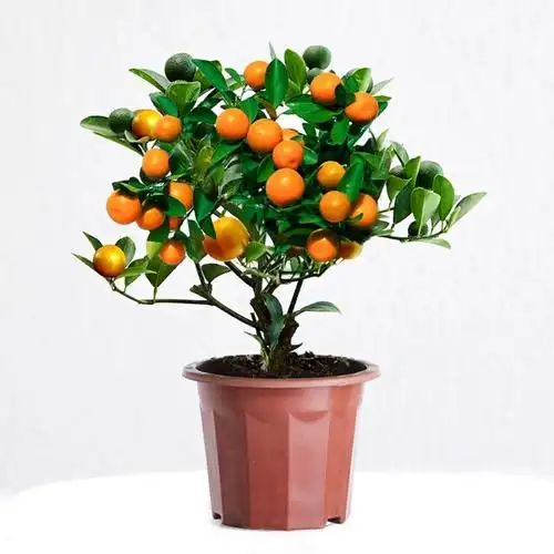 万事大桔小金橘树桌面金桔盆栽招财植物