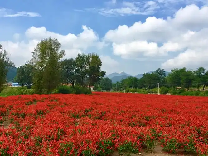 花海秋韵～四季花海一瞥