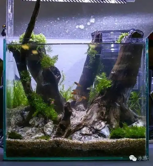 30小缸造景来袭!超赞!