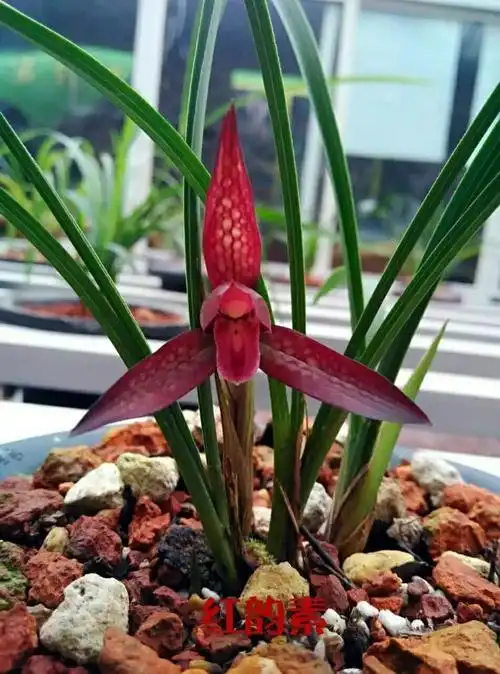 100种珍稀兰花欣赏(五)