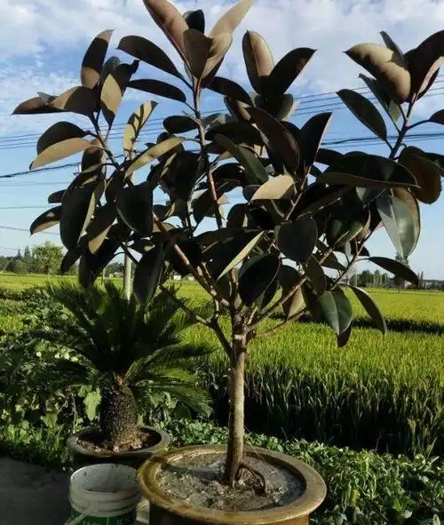 盆栽橡胶树,注意这几点,养得倍儿棒,窜到房顶,叶子黑得发亮!