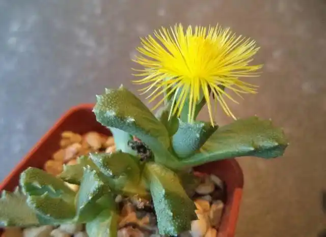 这些多肉一开花就会死,肉友们可要注意了