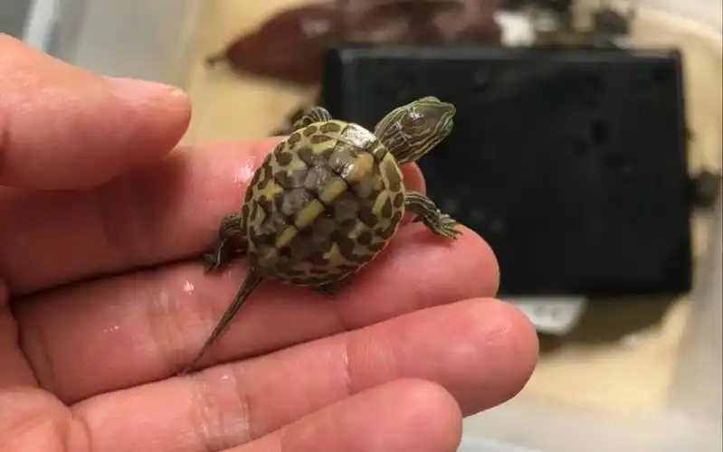 进了20个小花龟苗,准备摆地摊开金矿_哔哩哔哩_bilibili