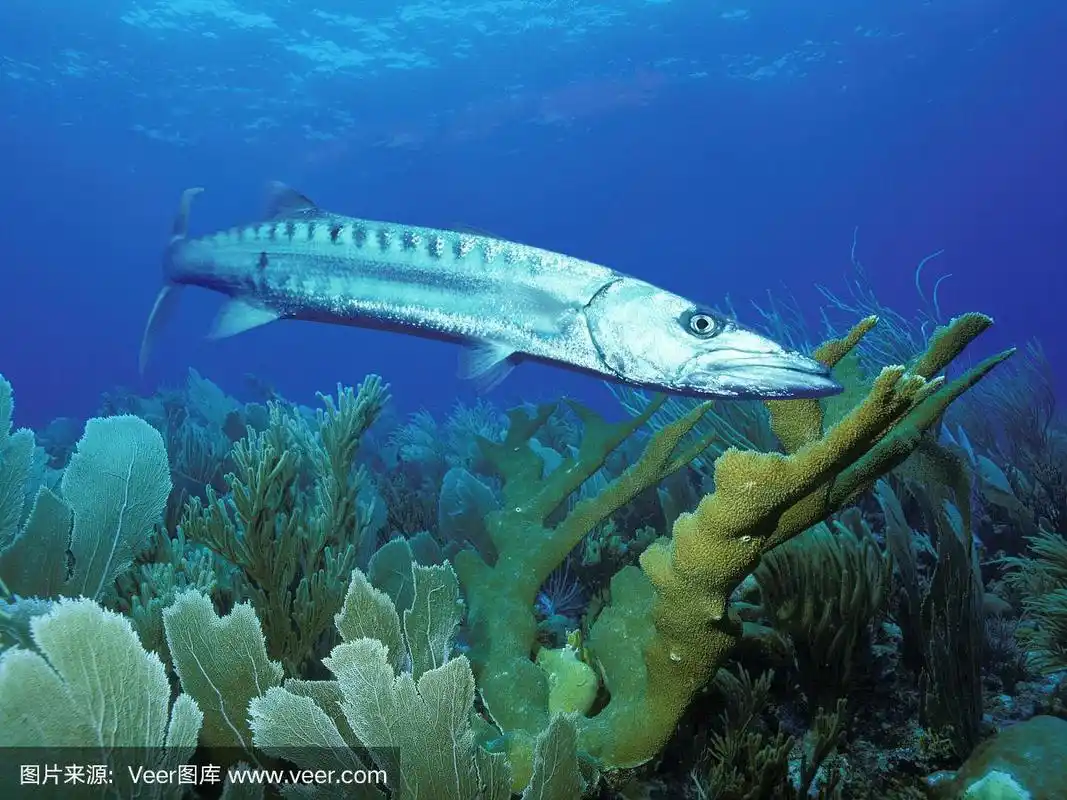 大梭鱼在埃尔克霍恩珊瑚