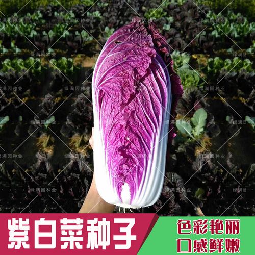 紫宝紫白菜种子 紫色包心大白菜紫裔紫红叶白菜 秋播蔬菜种子 20粒
