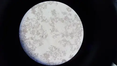 南方科技大学 显微镜下的乳酸菌