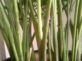 21 2010-09-16 富贵椰子怎么养  28 2014-03-28 富贵椰子叶子发黄有