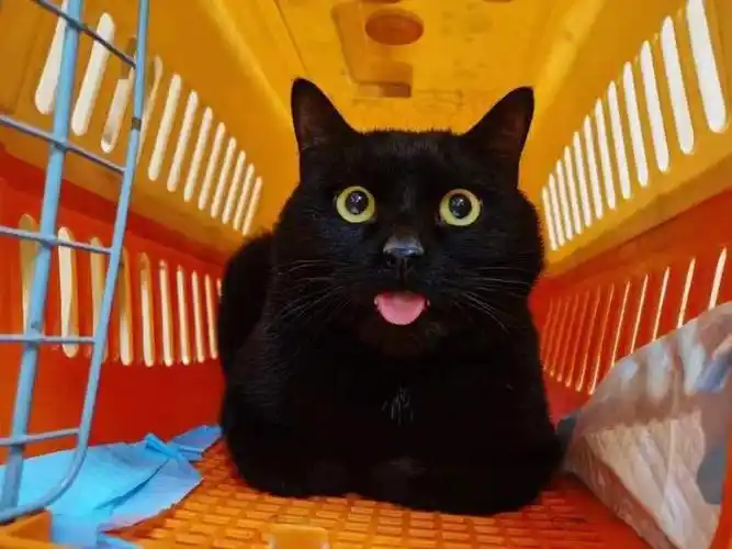 重庆领养玄猫弟弟