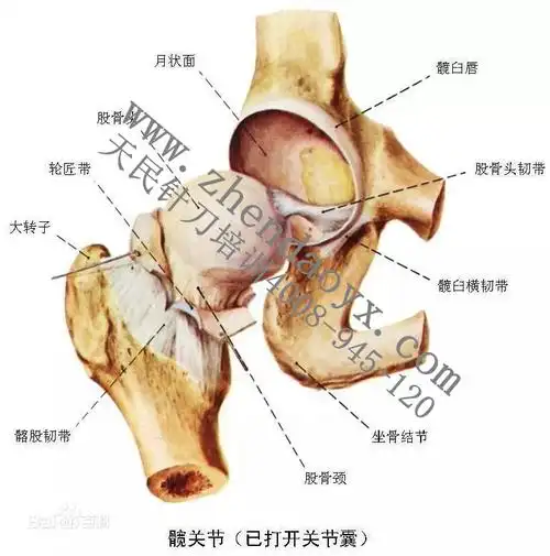 每日一"击"之闭孔外肌