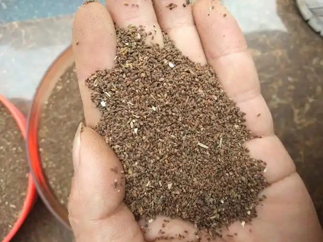 藿香种子川霍香藿香盆栽川霍香土霍香