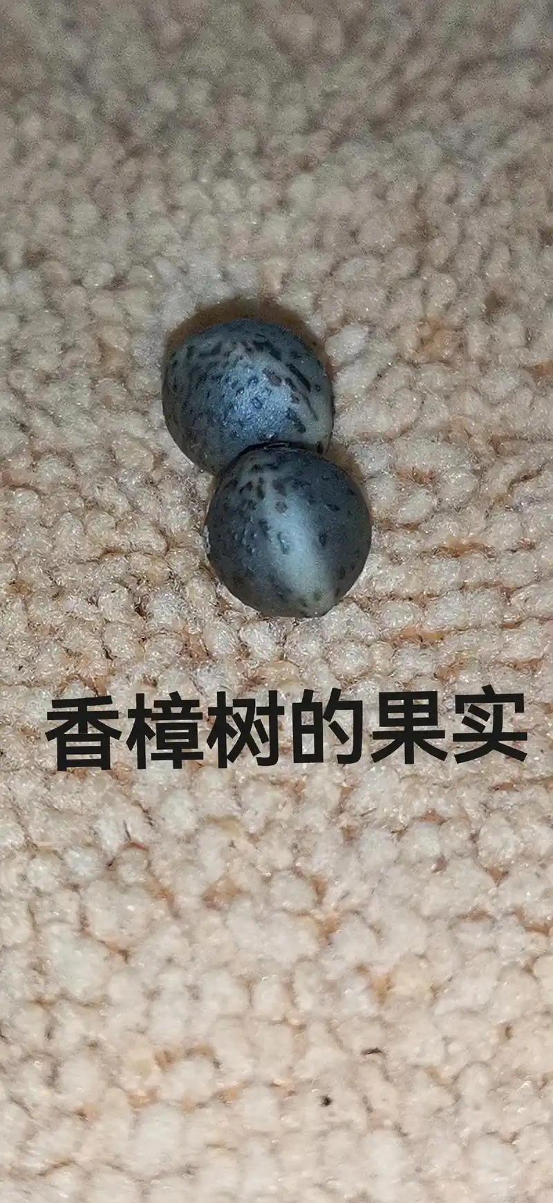 寻找作手串的适材. 香樟树:最不好处理的 - 抖音