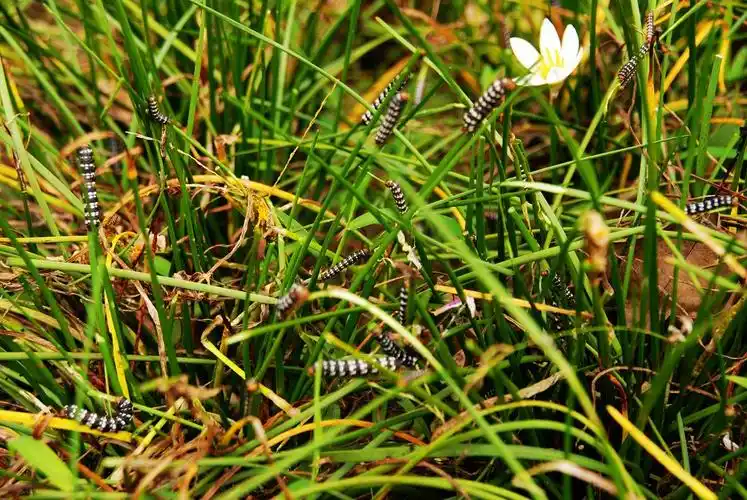 p>昆虫名,为鳞翅目,夜蛾科.